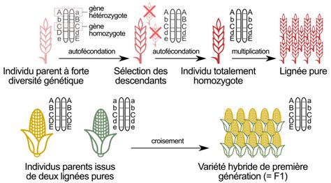 Schéma illustrant la diversité des semences paysannes