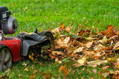 Vue rapprochée de l'herbe coupée en mulching sur une pelouse