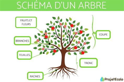 Schéma d'un arbre et de plants