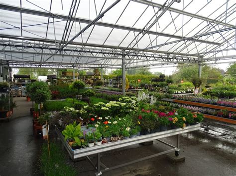 Plantes de pépinière en pots, prêtes à être expédiées