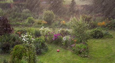 Jardin potager sous la pluie