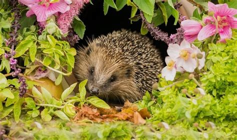 Hérisson dans un jardin