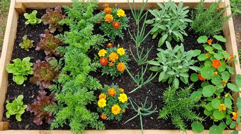 Plantes compagnes contre les ravageurs