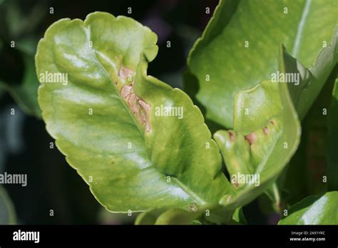 Feuilles de citronnier attaquées par la mineuse