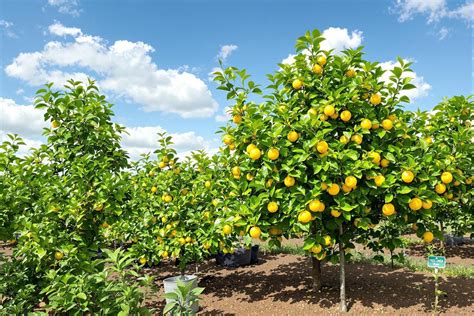Citronnier en pleine terre