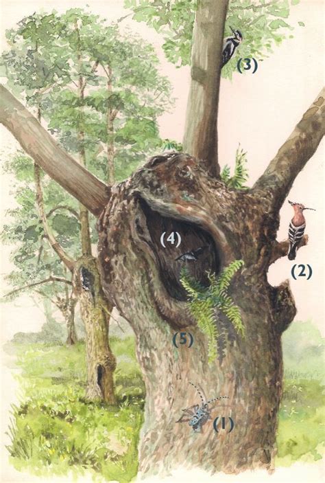 Arbre en têtard avec des rejets caractéristiques
