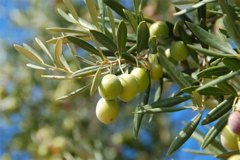 Olivier avec olives