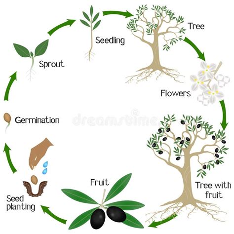Cycle de maturation des olives