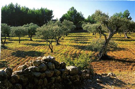 Paysage d'oliviers