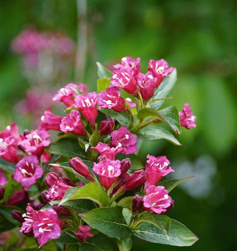 Exemple d'association de Weigelia avec d'autres arbustes et plantes