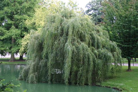variétés de saules