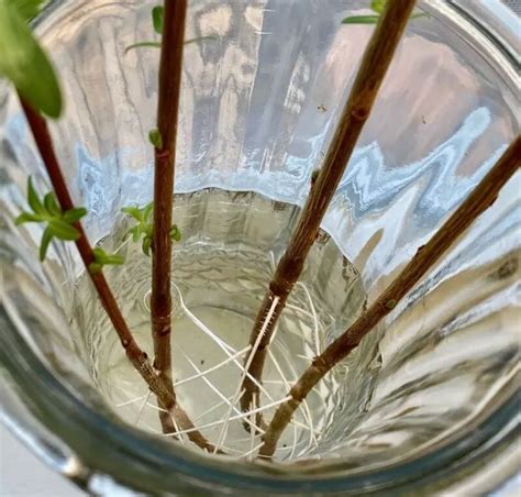 bouturage de saule dans l'eau