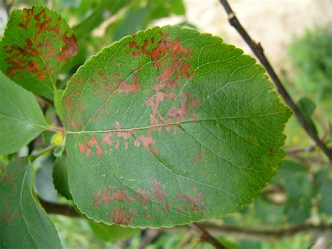 Feuilles de pommier atteintes de tavelure