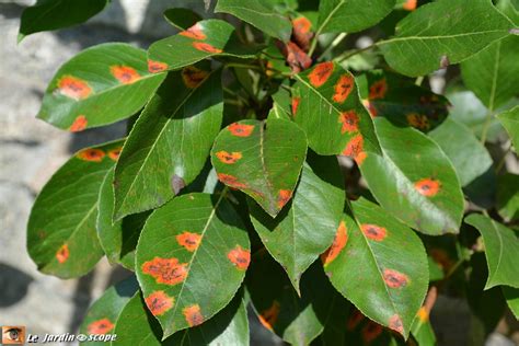 Feuilles de poirier atteintes de rouille
