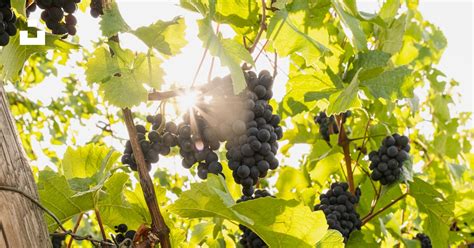 Raisins mûrs suspendus sous une pergola