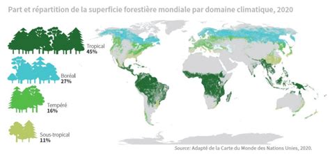 Statistiques mondiales des plantations forestières par continent