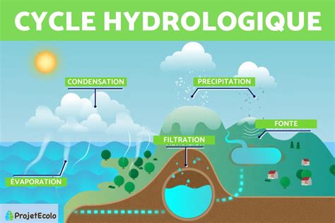 Schéma illustrant le cycle hydrique de la vigne et les besoins en eau selon les stades phénologiques