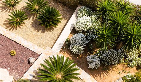 Plantes xérophytes adaptées au jardin sec