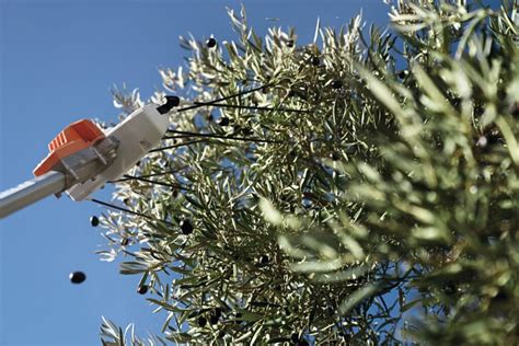 Fonctionnement d'un secoueur d'olives