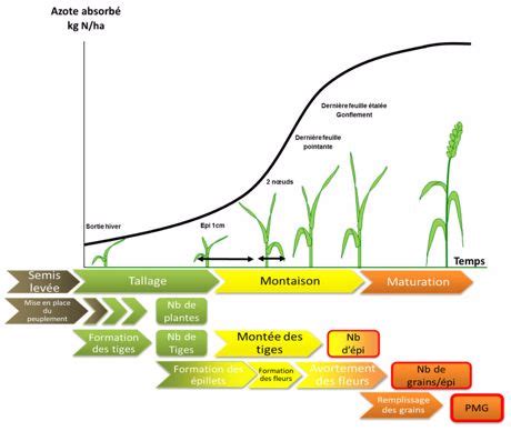 Schéma des étapes de fertilisation du blé