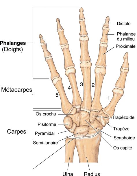 Schéma de l'anatomie complexe de la main