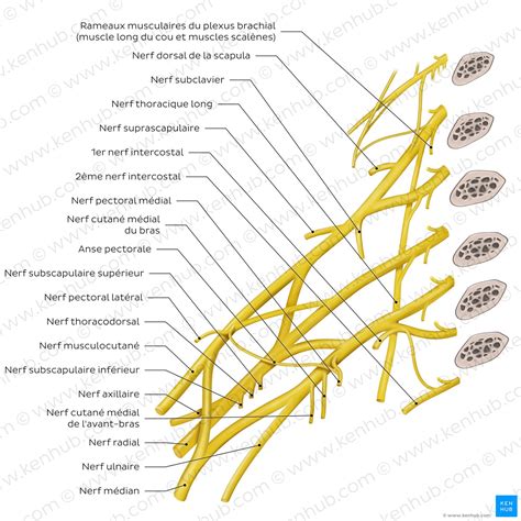 Diagramme du plexus brachial avec les points d'injection pour l'anesthésie locorégionale
