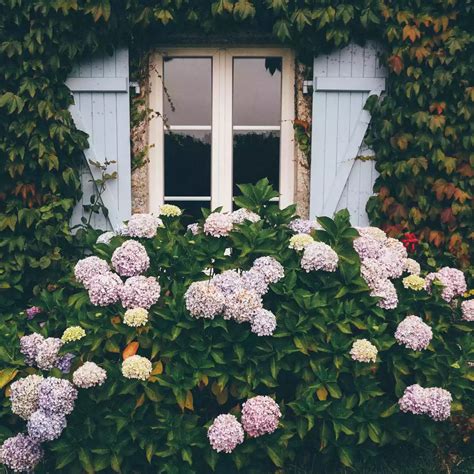 Illustration d'un hôtel de charme avec des hortensias fleuris en arrière-plan
