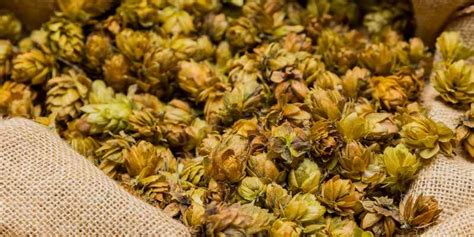 Processus de récolte et de séchage du houblon