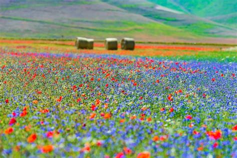 Champs de lentilles en fleurs