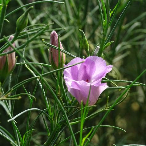 Exemple d'aménagement paysager intégrant l'Alyogyne hakeifolia 'Melissa Anne' avec d'autres plantes exotiques
