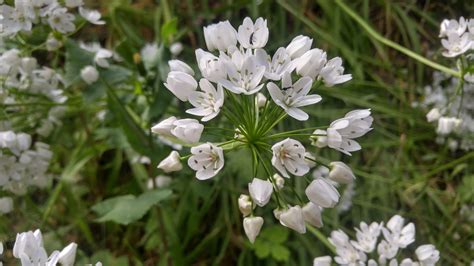 Ail blanc comestible