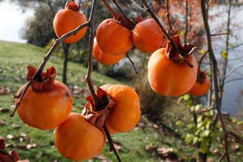 Graines de Plaqueminier à fruits verts