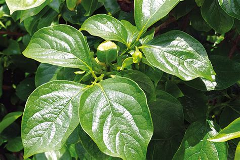 Feuilles de Plaqueminier à fruits verts