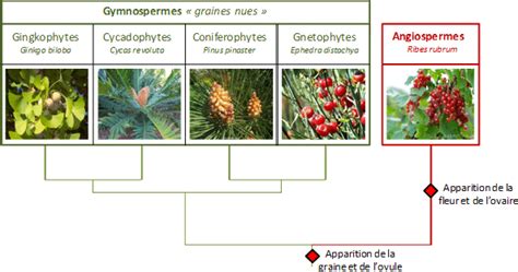 Schéma comparatif fleur angiosperme cône gymnosperme