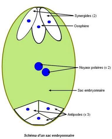 Schéma ovule angiosperme avec sac embryonnaire