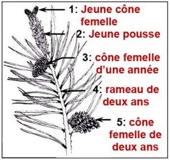 Schéma cône mâle et femelle de pin