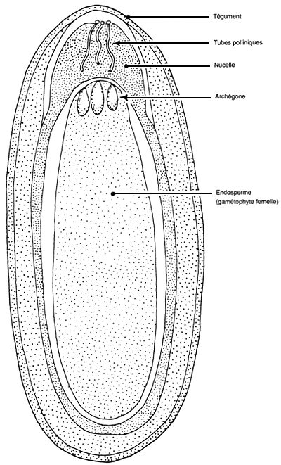 Coupe longitudinale ovule de pin