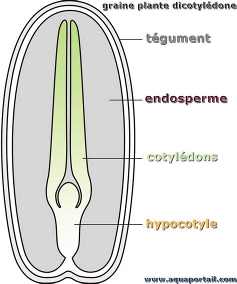 Structure graine gymnosperme