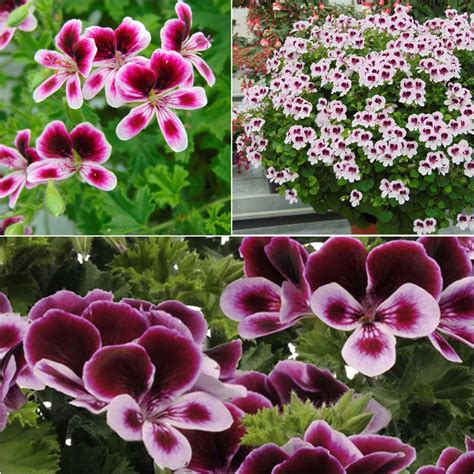 Géraniums parfumés variétés