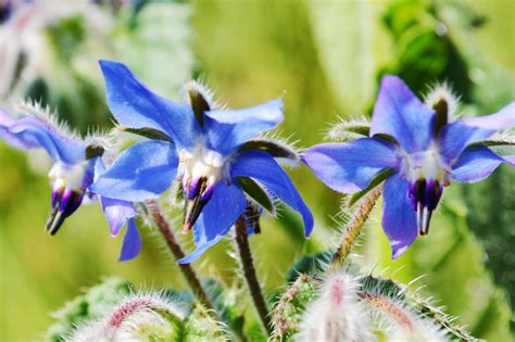 illustration de la bourrache en fleurs attirant les pollinisateurs