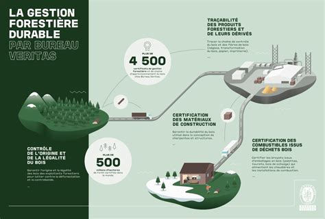 Illustration d'une forêt gérée durablement avec des machines de broyage