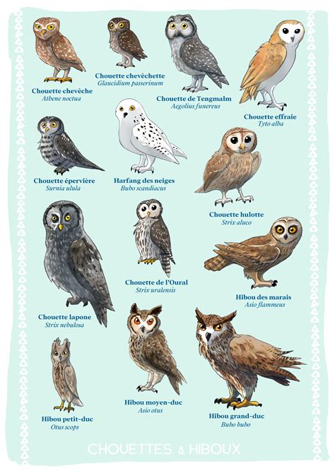 Schéma illustrant les différentes espèces de chouettes et hiboux émettant des cris variés