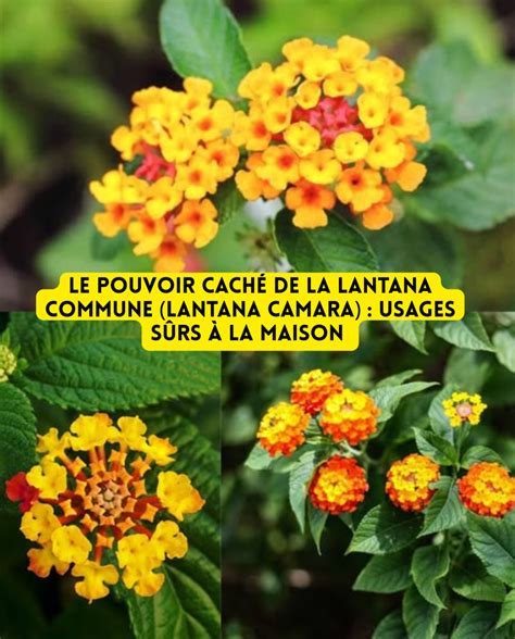 Lantana camara avec des fleurs de différentes couleurs