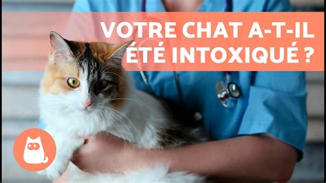 Illustrations de différents symptômes d'intoxication chez un chat