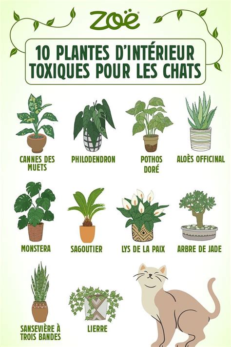 Tableau comparatif de plantes ornementales sûres et toxiques pour les chats