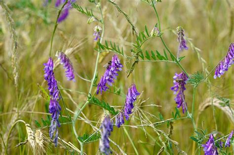 Champ de vesce et de seigle