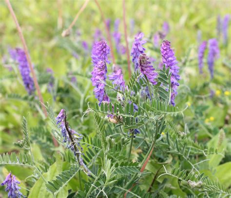 Plante de vesce en gros plan