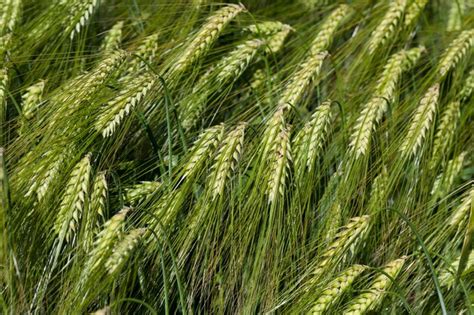 Plante de seigle dans un champ