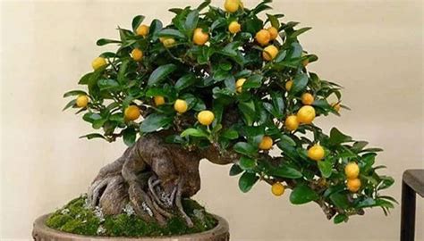 Bonsai citronnier avec des fruits et des fleurs