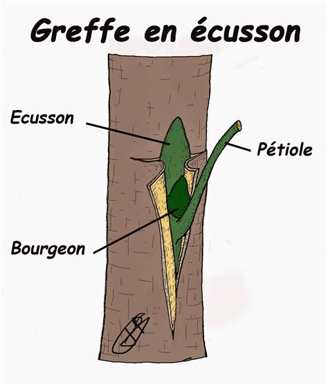 Illustration des étapes de la greffe en écusson